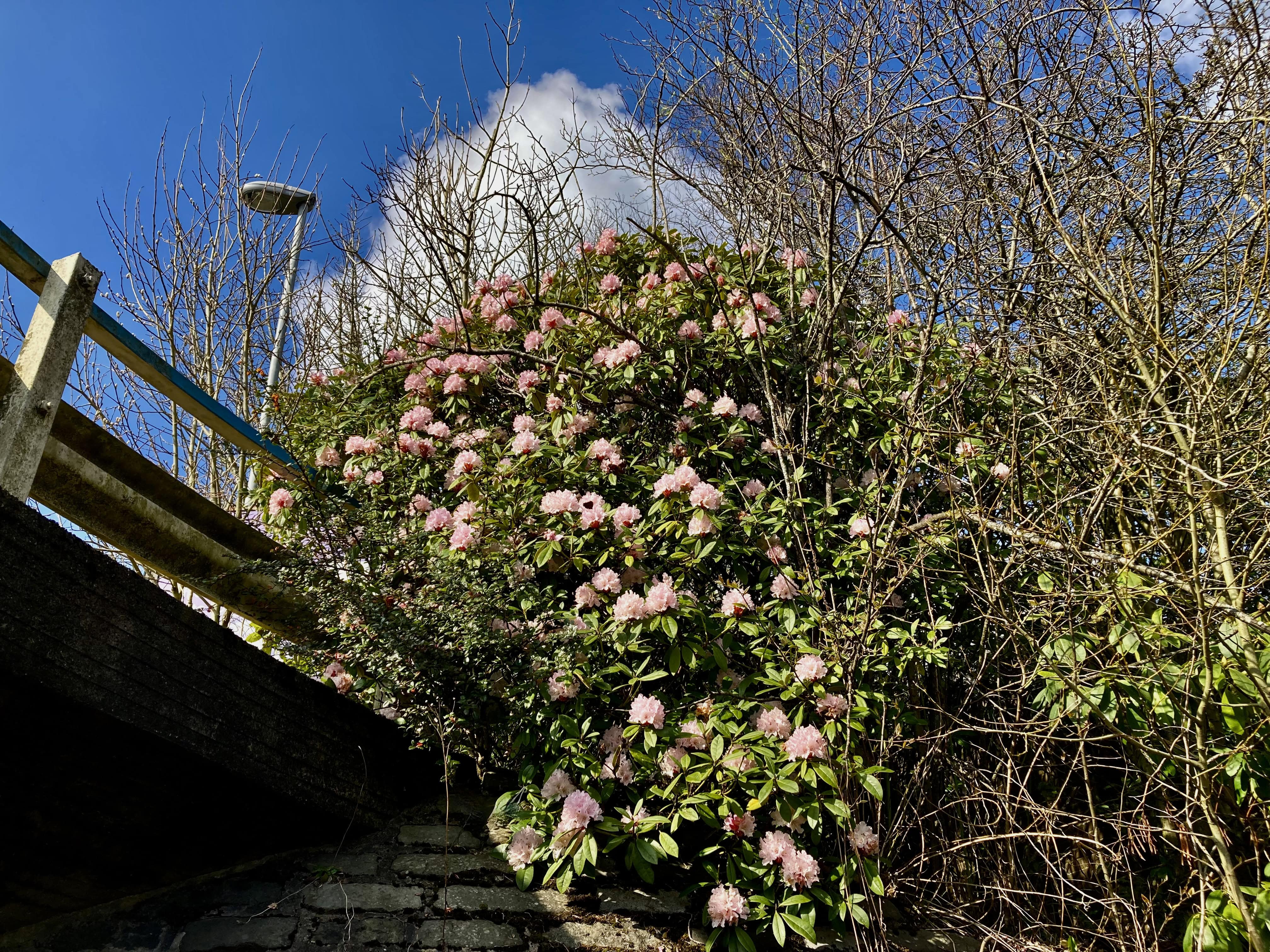 Rhododendron Bush — FOTD Apr 13