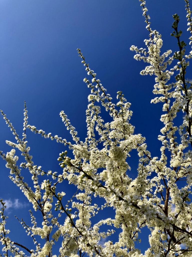 White blossom