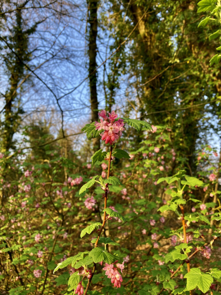 Pink wildflowers