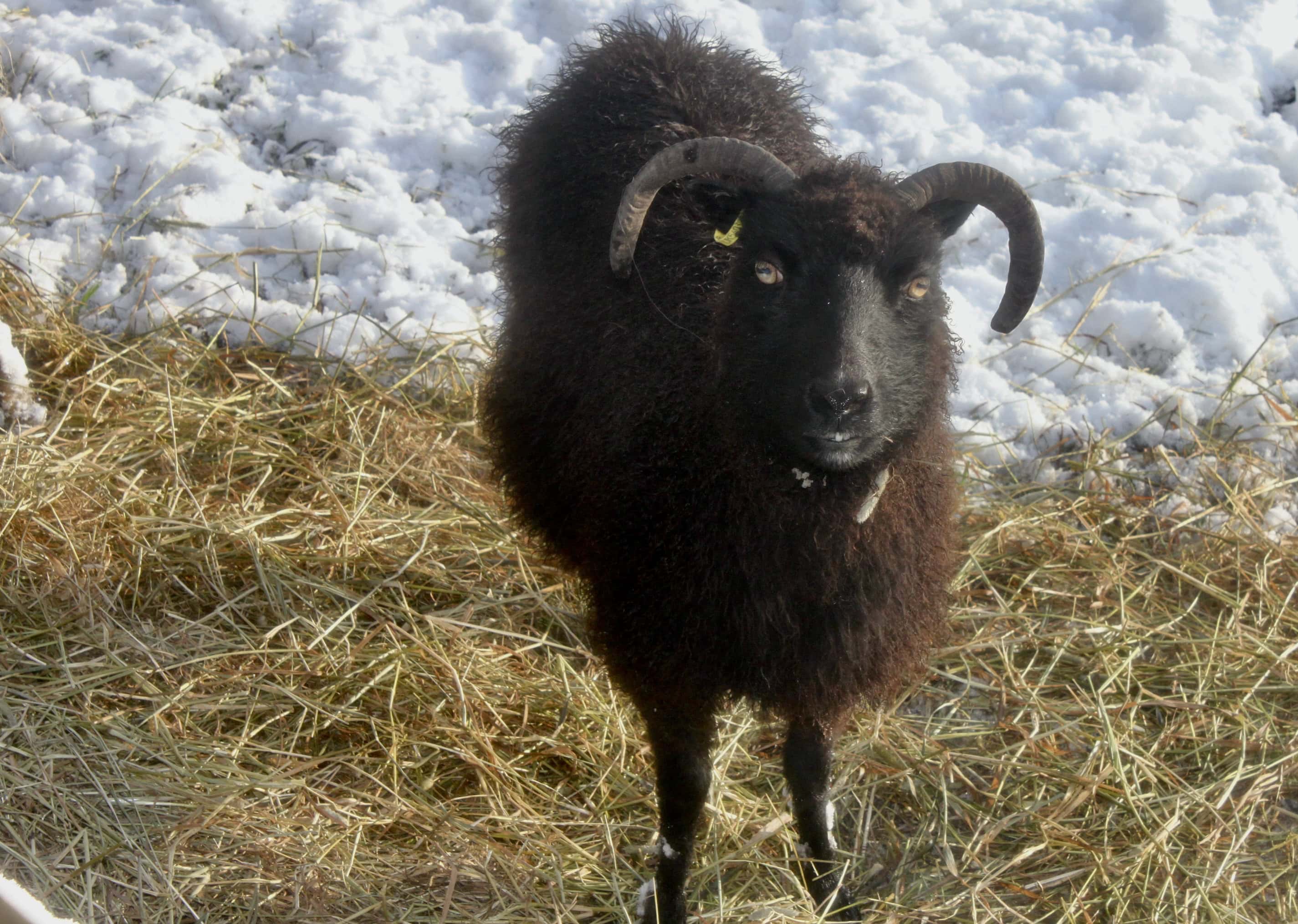 Soay Sheep — Monday Portrait Mar 28