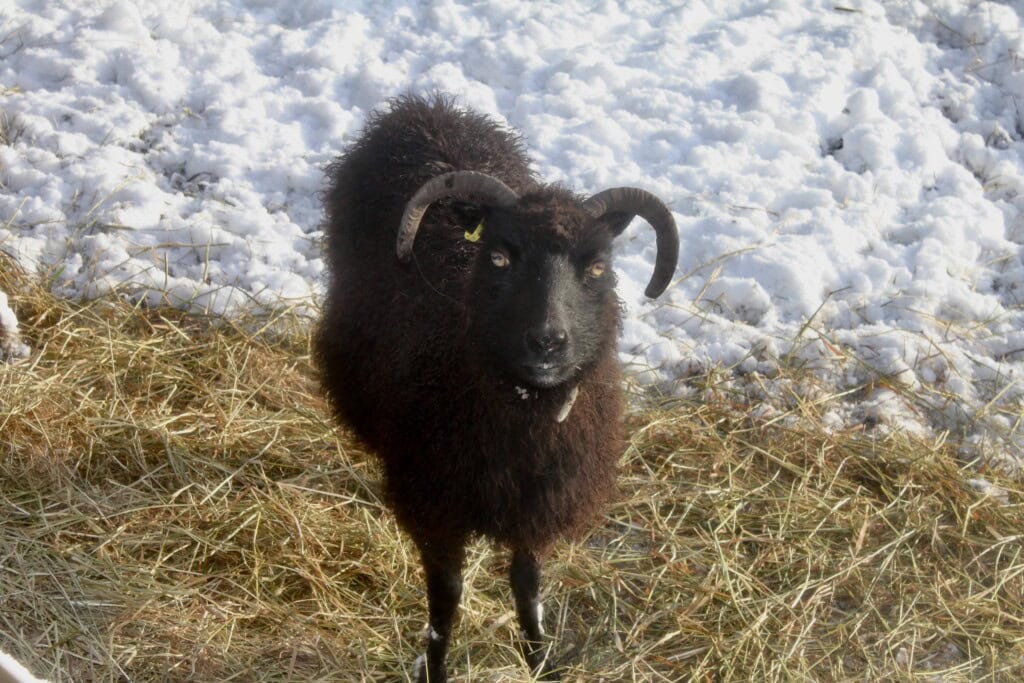 Soay Sheep