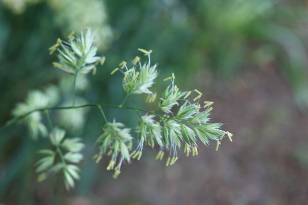 Meadow Grass