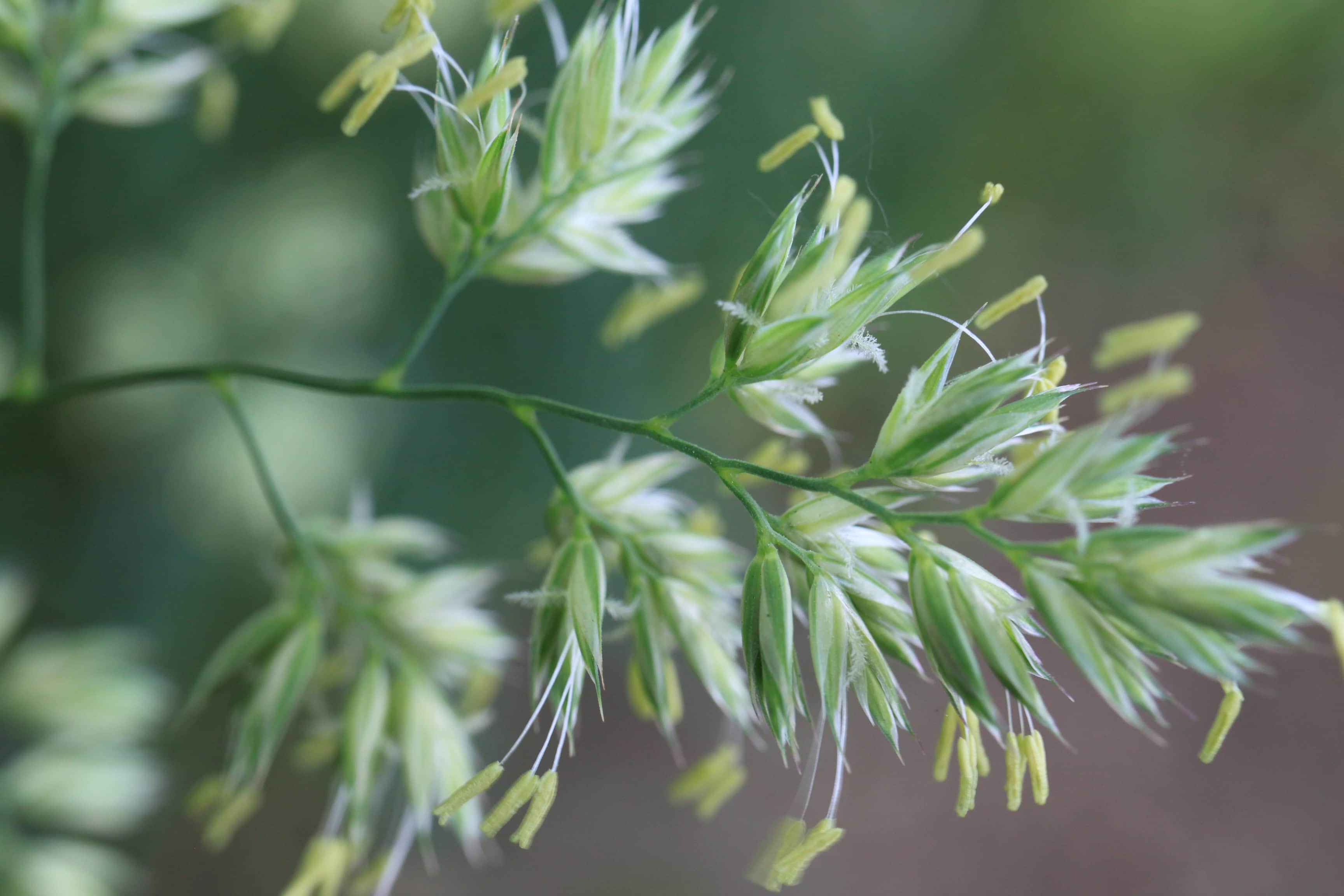 Meadow Grass — Macro Monday