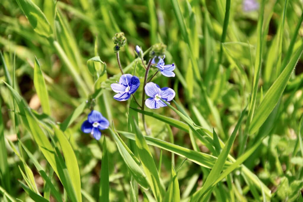 Wild violet