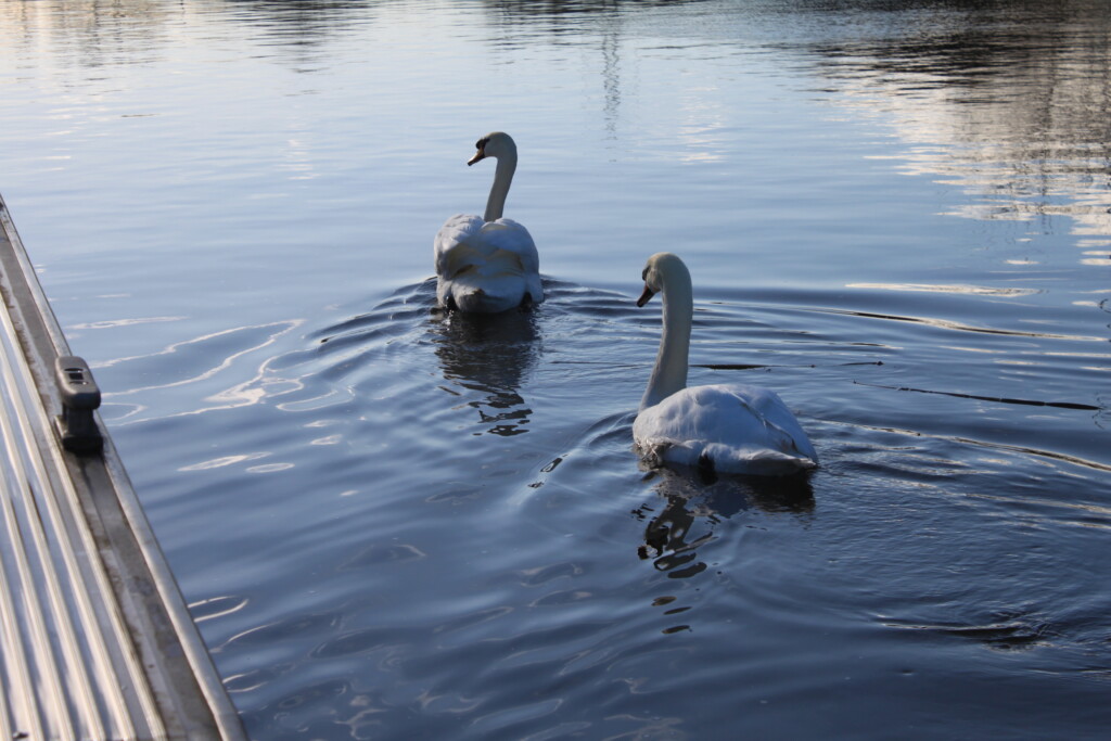 Swans