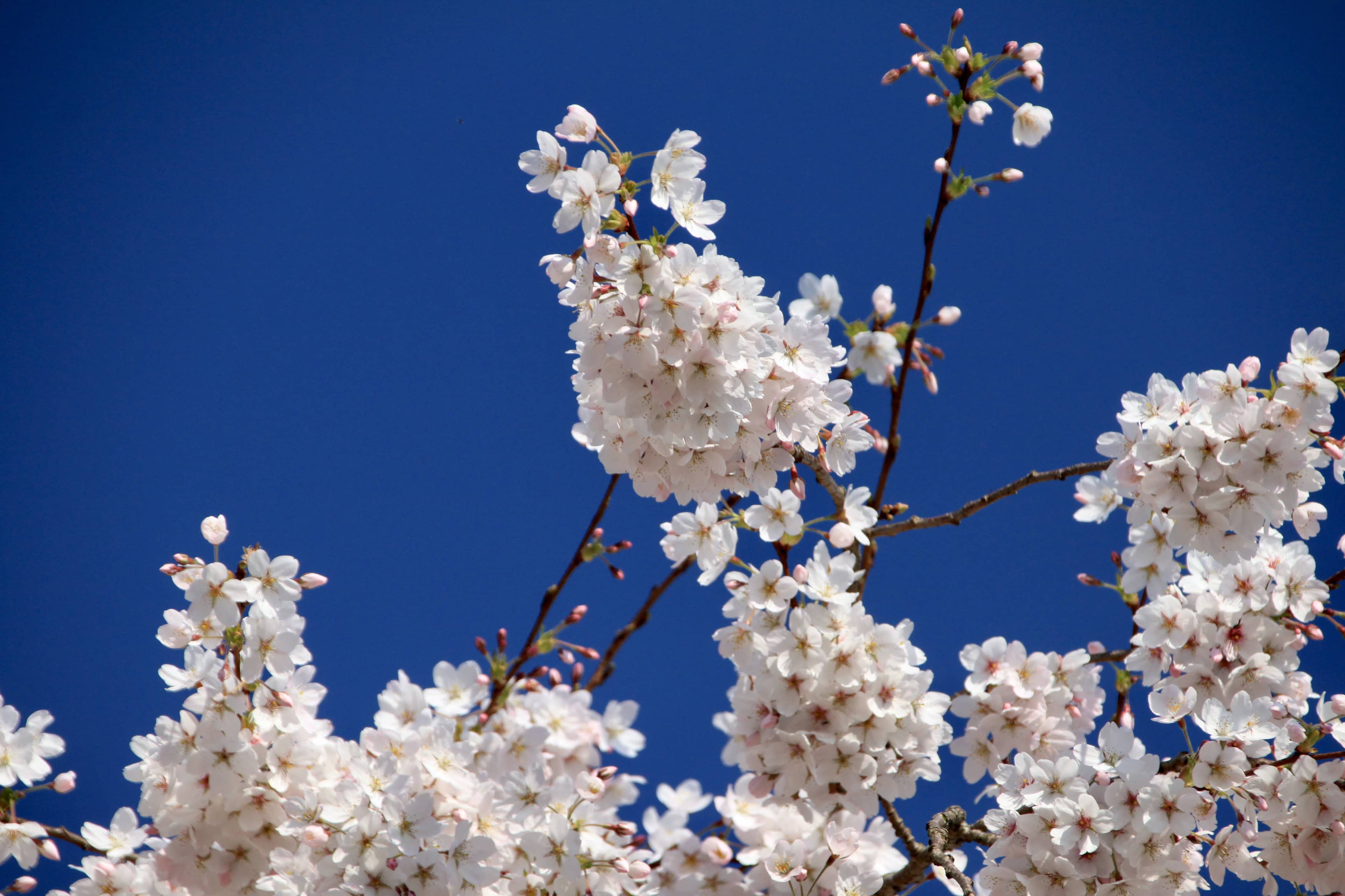Spring Means Blossom — CMMC