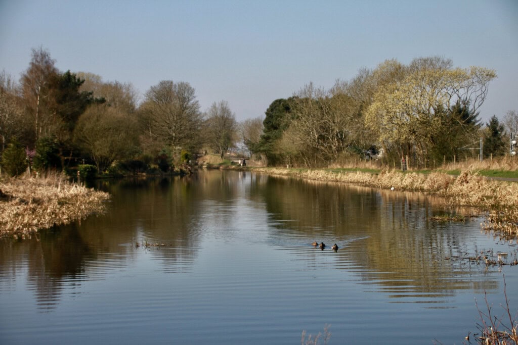 Ducks on the Union Canal