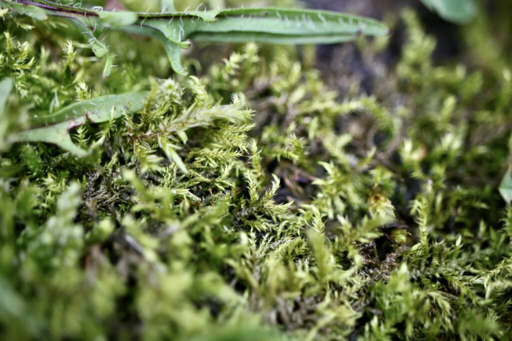 Moss