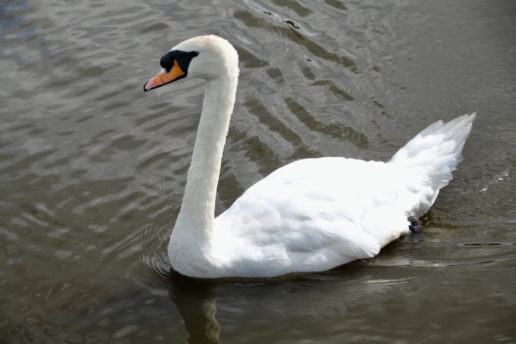 Swan