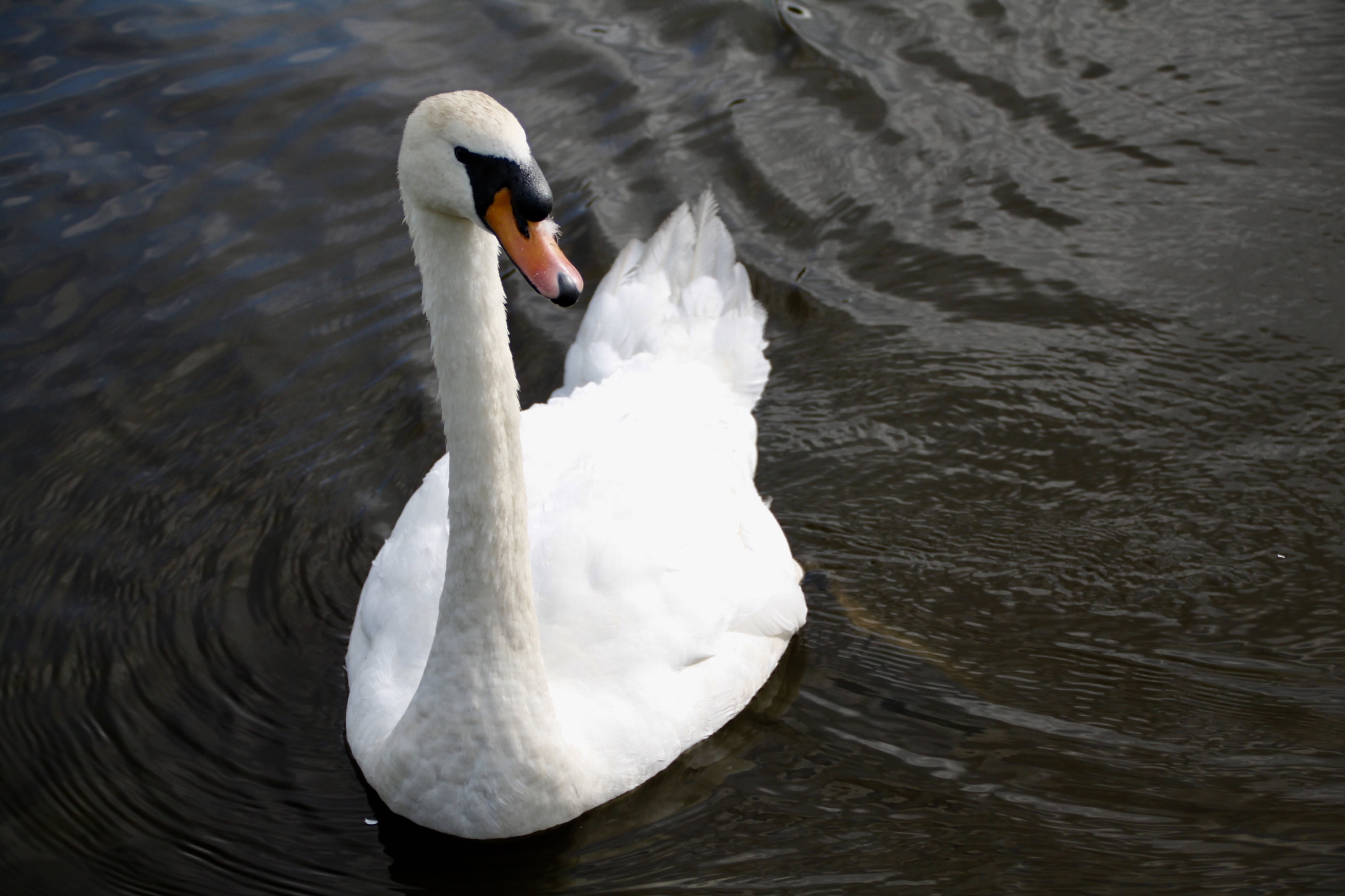 Swan — Monday Portrait Mar 07