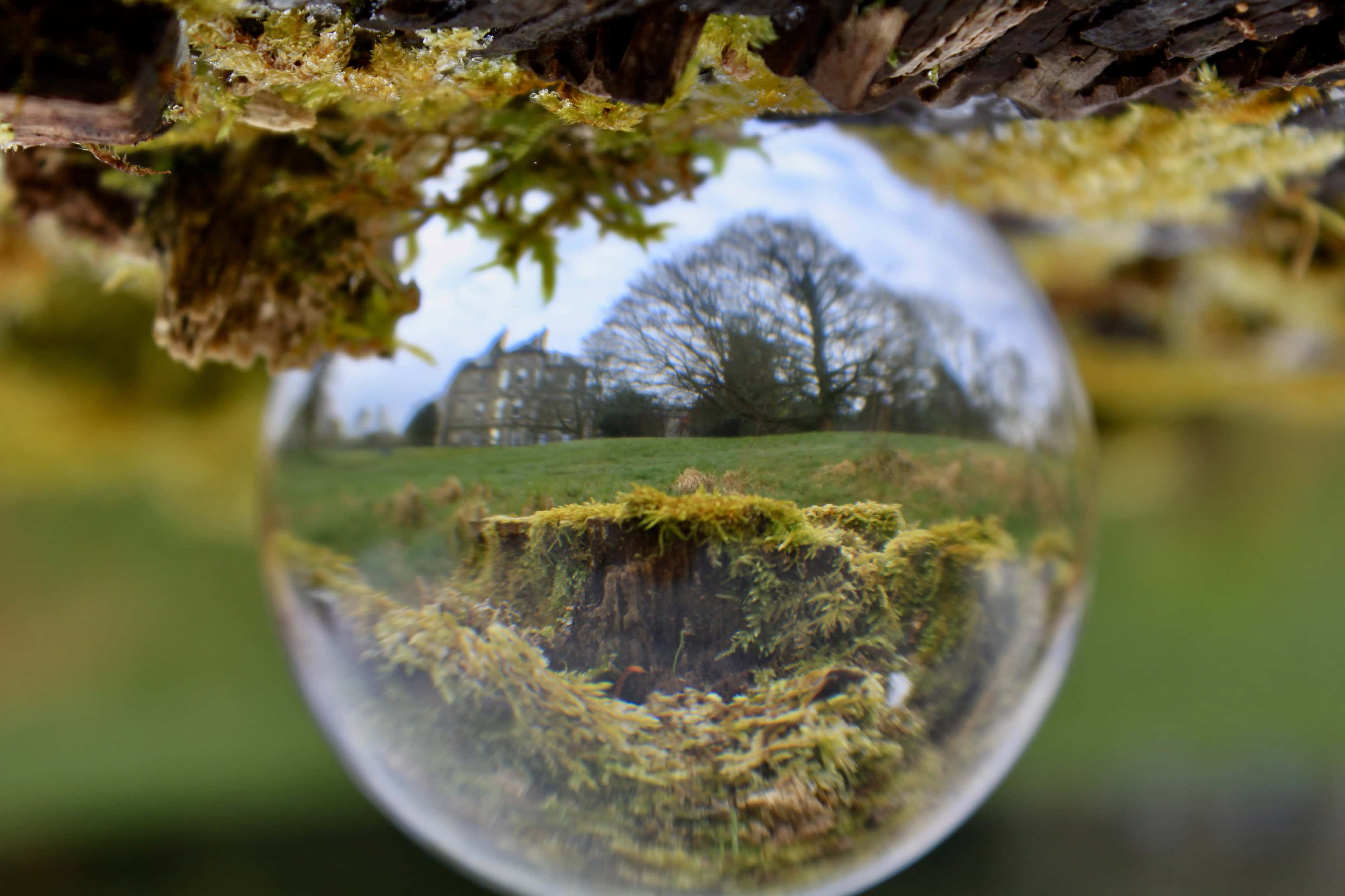 Moss — Fan Of… #146
