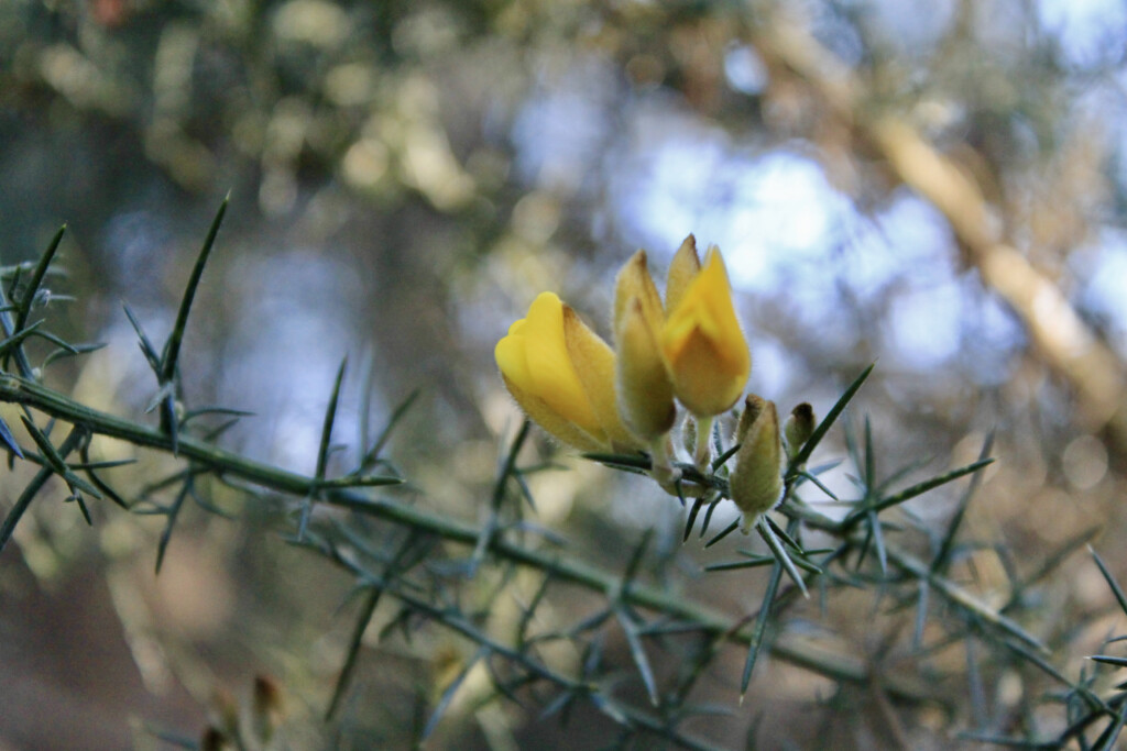 Gorse macro