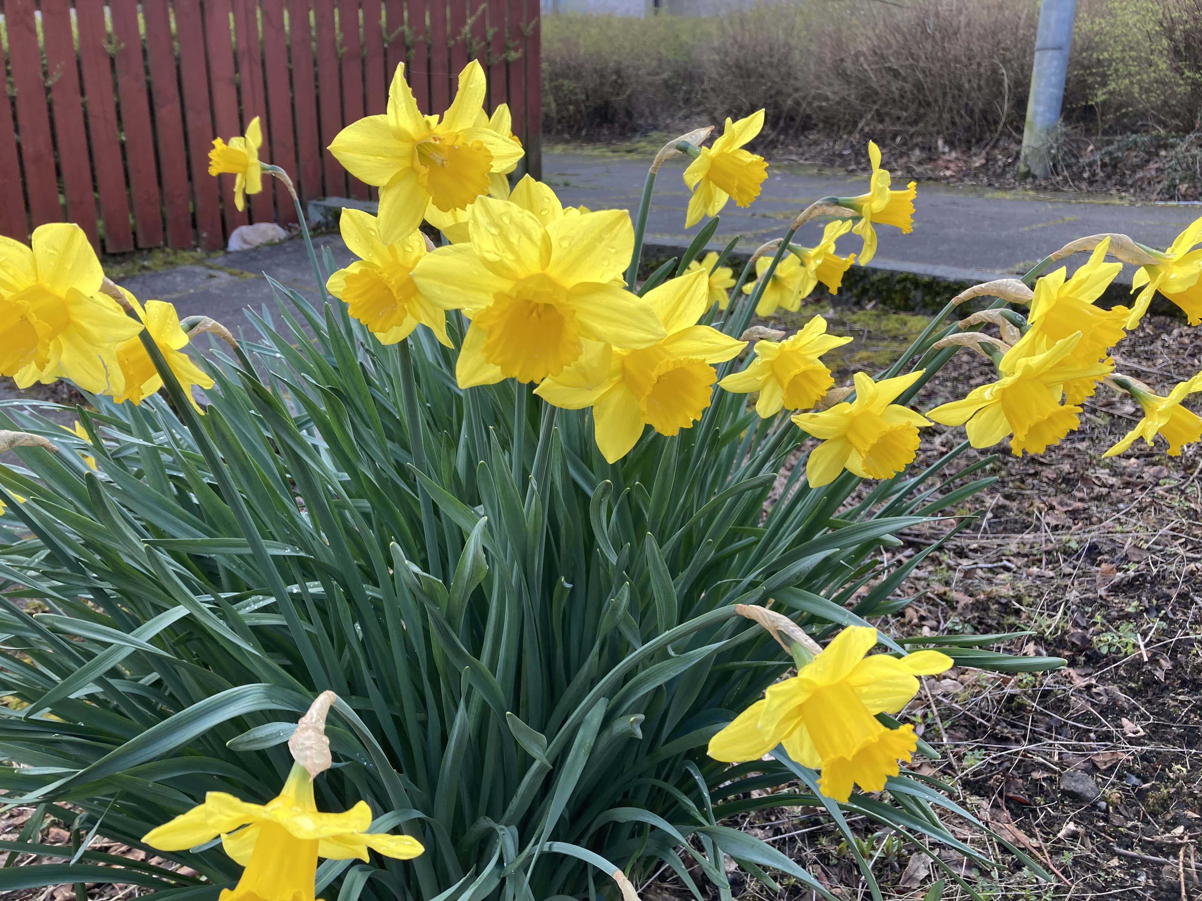 Daffodils — FOTD Apr 18