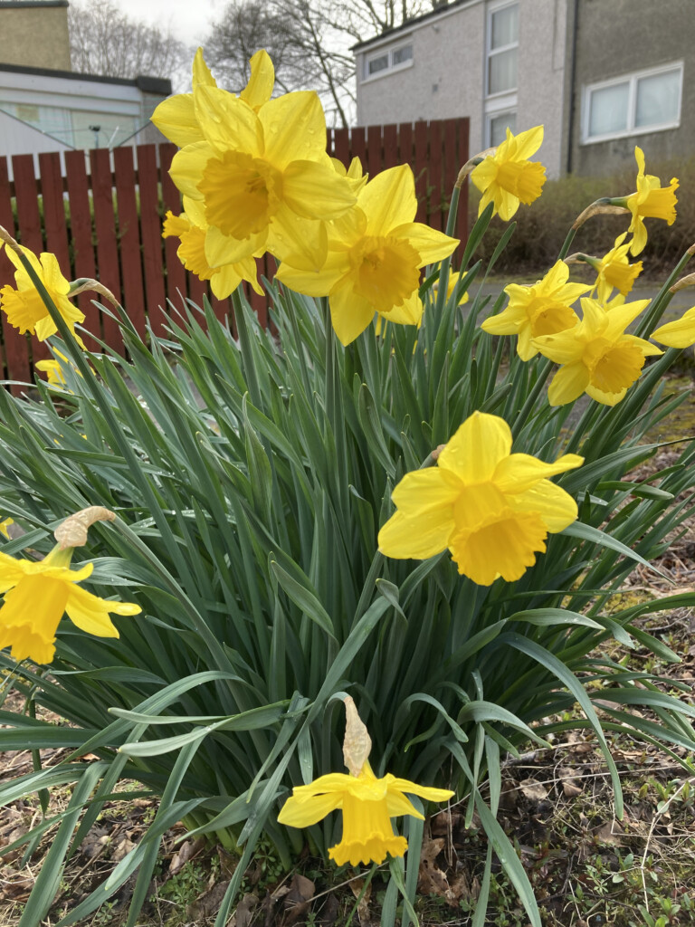 Daffodils