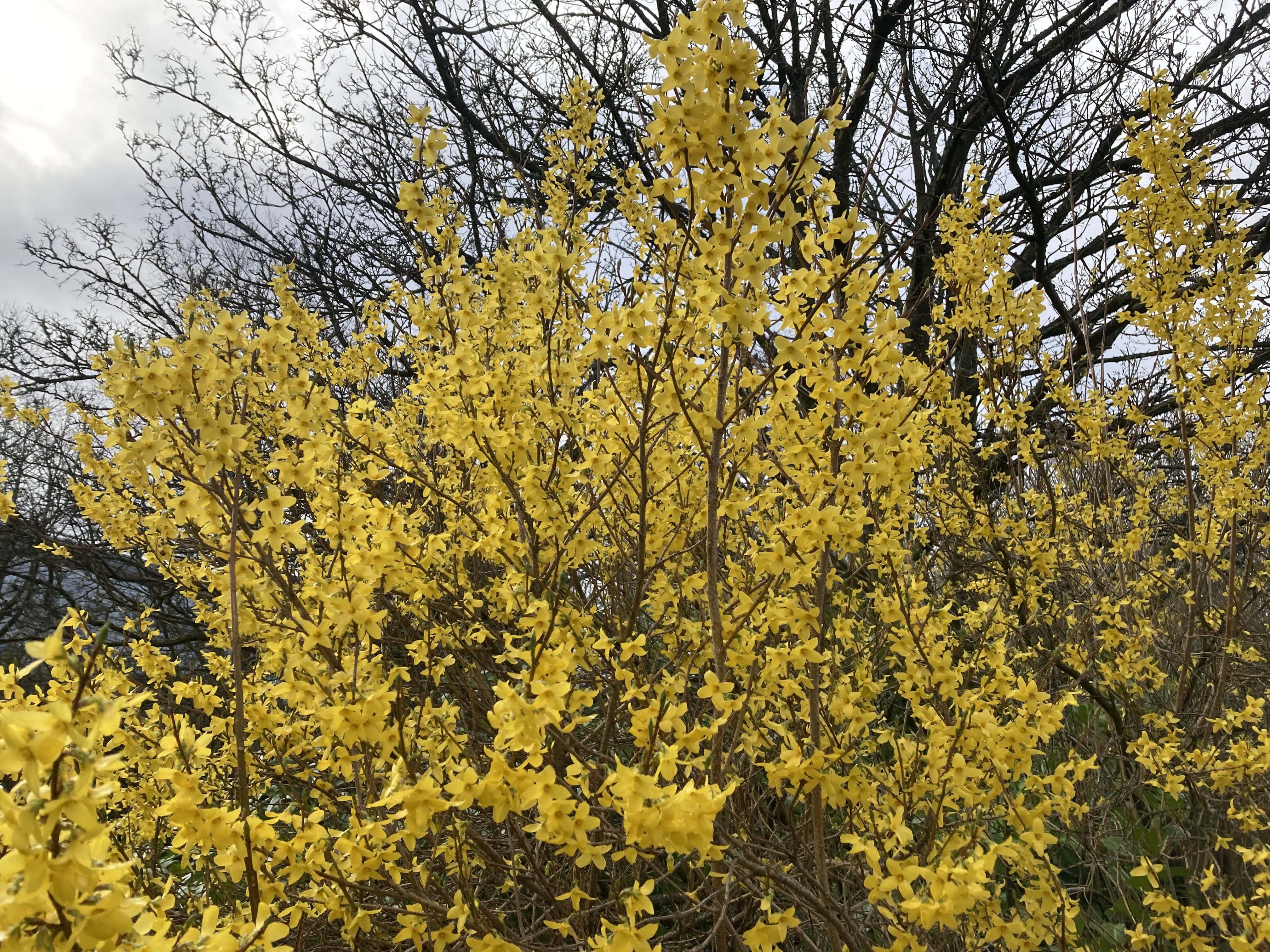 Golden Bell Forsythia — FOTD Apr 19