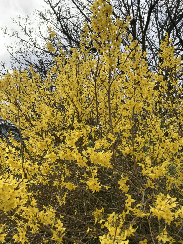 Forsythia 