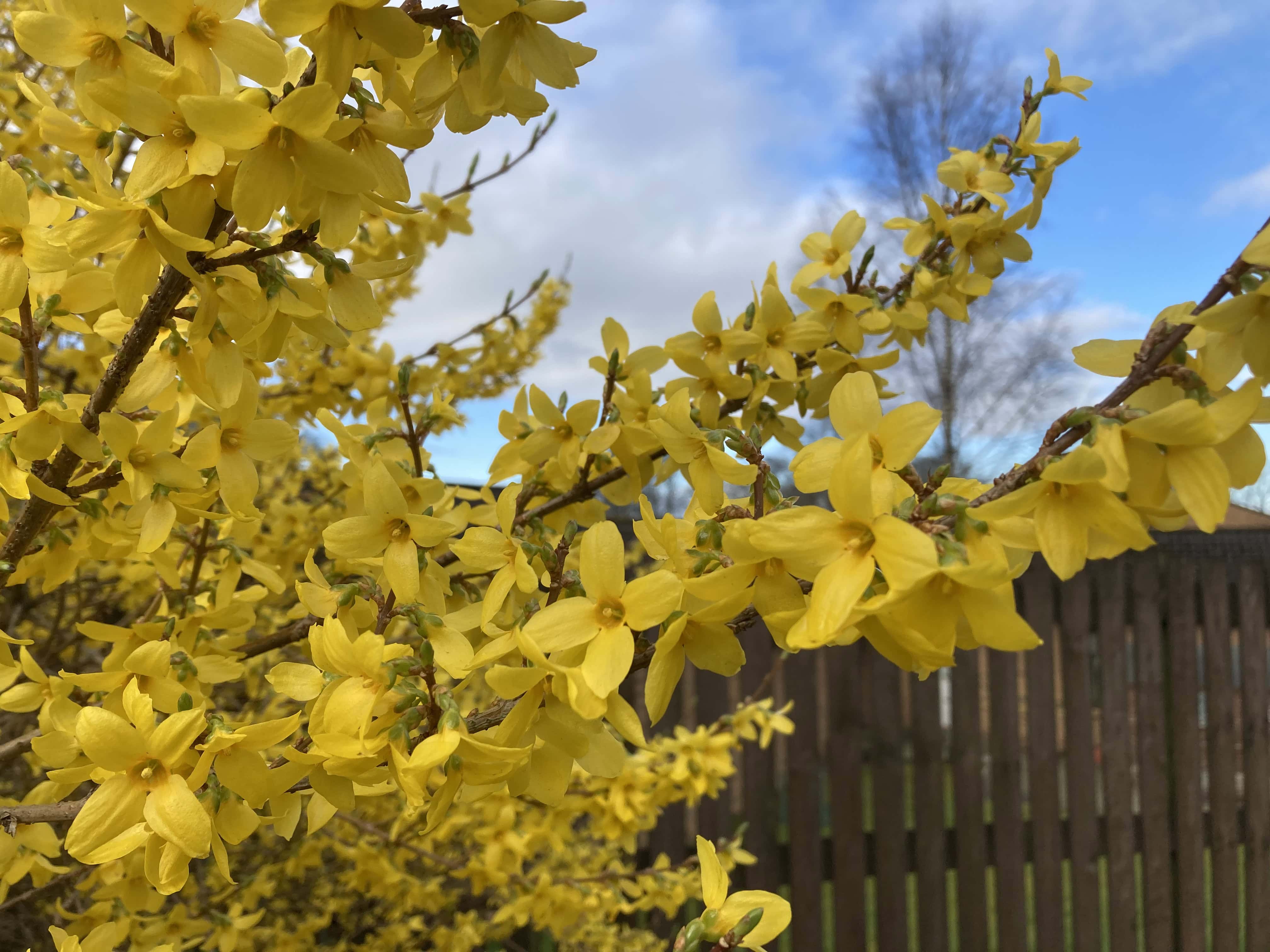 Golden Bell Forsythia — FOTD Apr 20