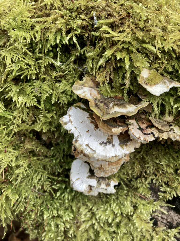 Funghi & moss