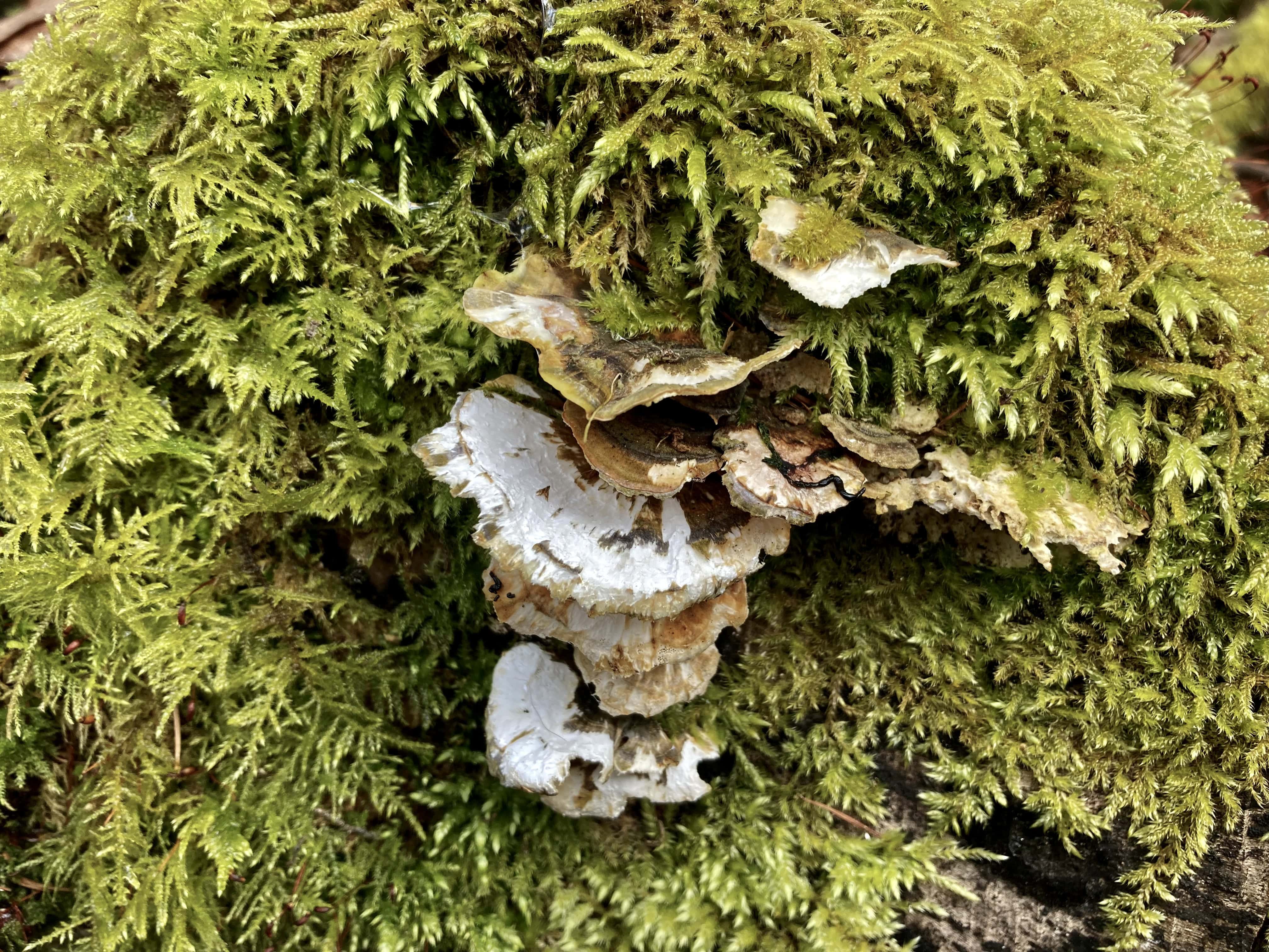 Funghi and Moss — Macro Monday Apr 04