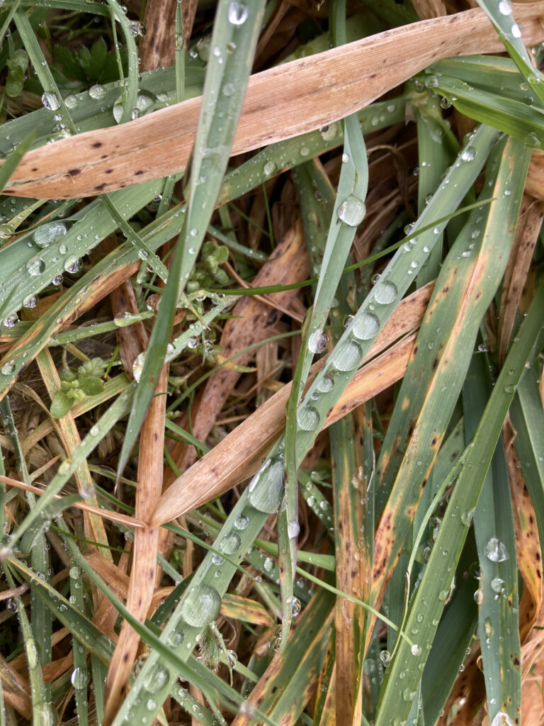 Raindrops on Grass