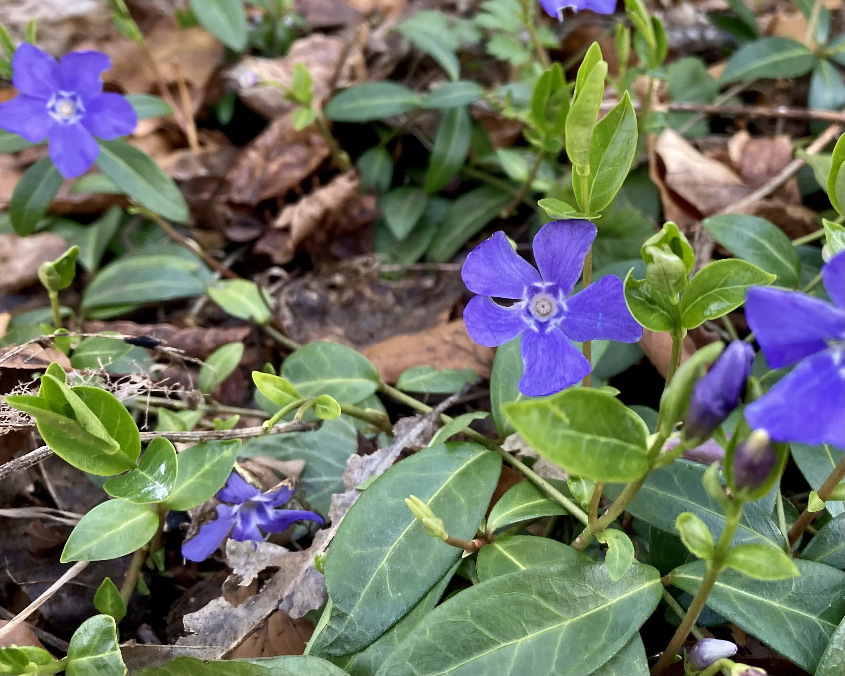 Periwinkle — FOTD Apr 21