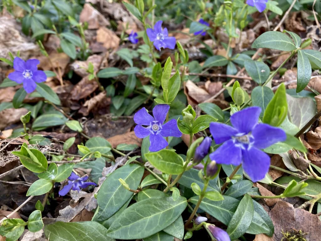 Periwinkle