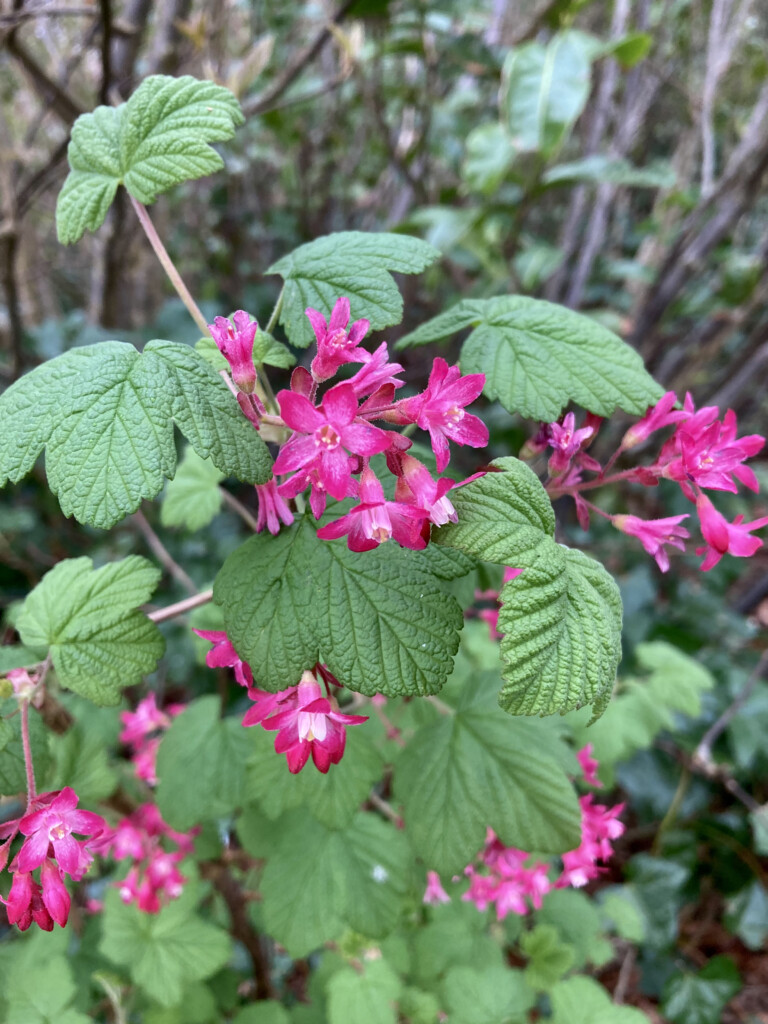Red Flowering Currant