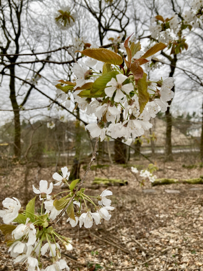 Blossom
