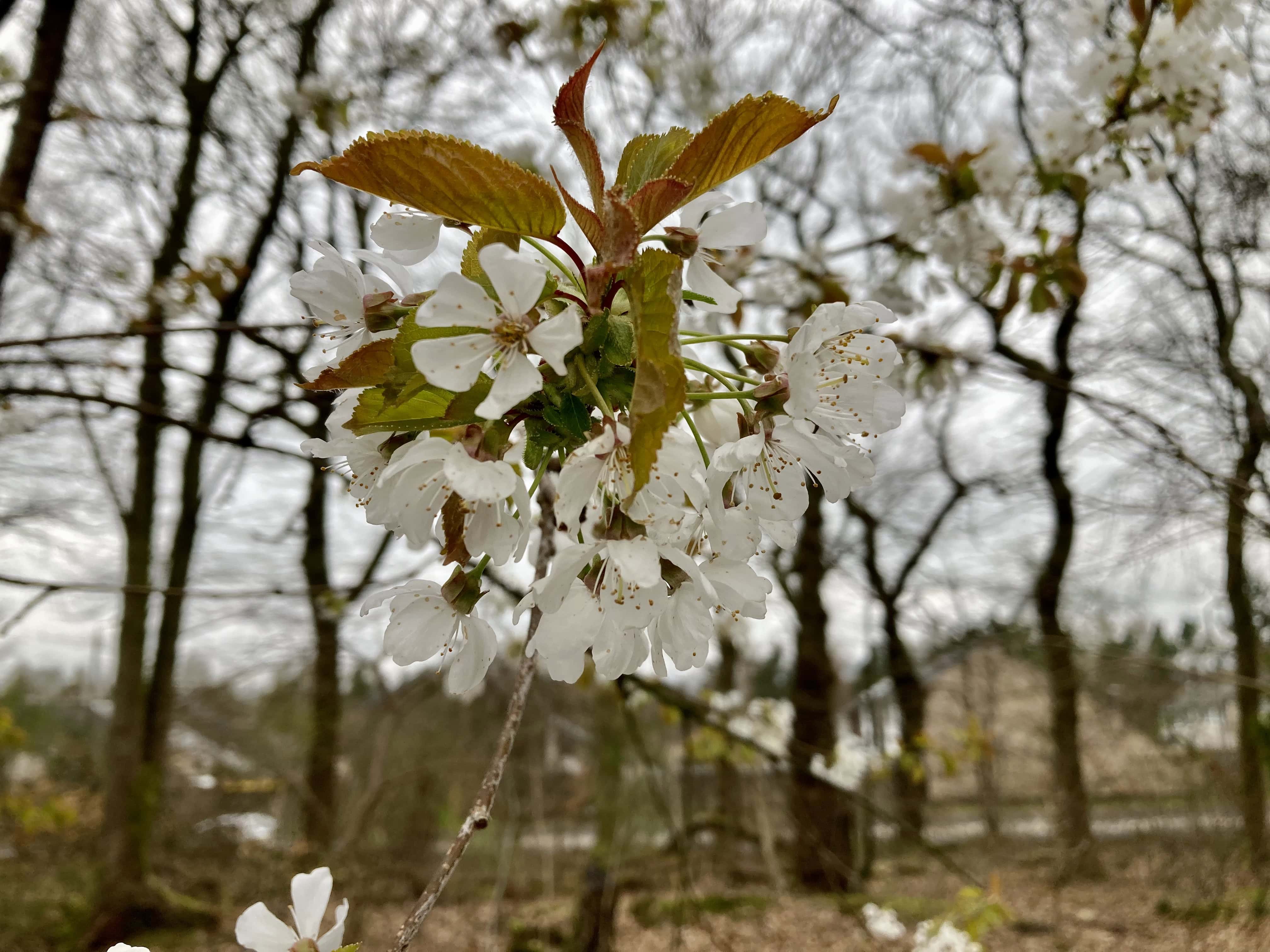 Blossom — FOTD Apr 26