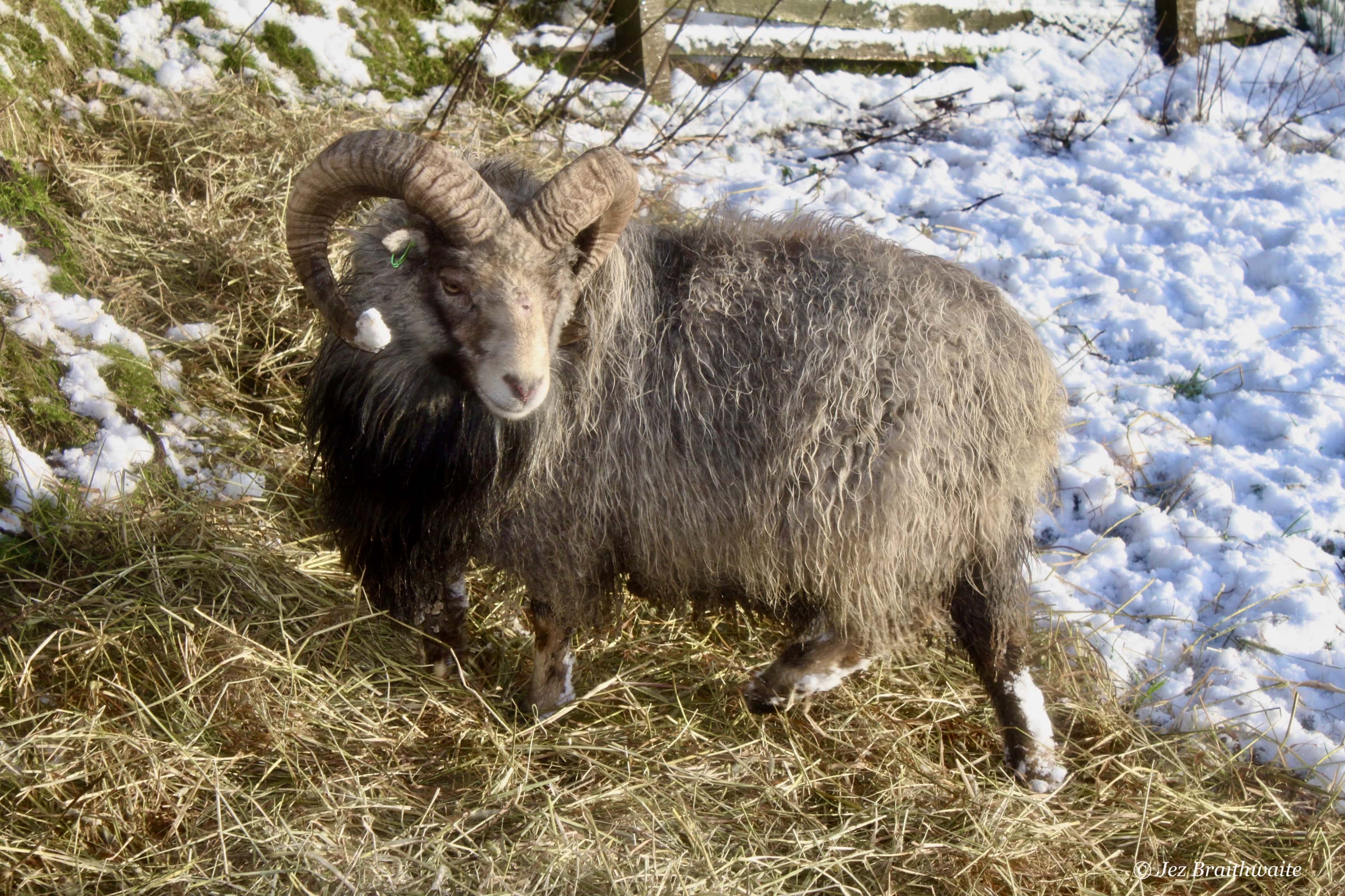 Ram — Monday Portrait Apr 11