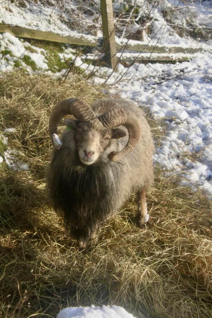 Ram