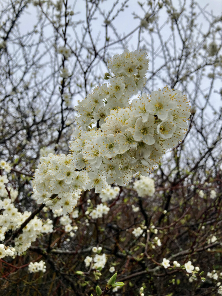 Blossom