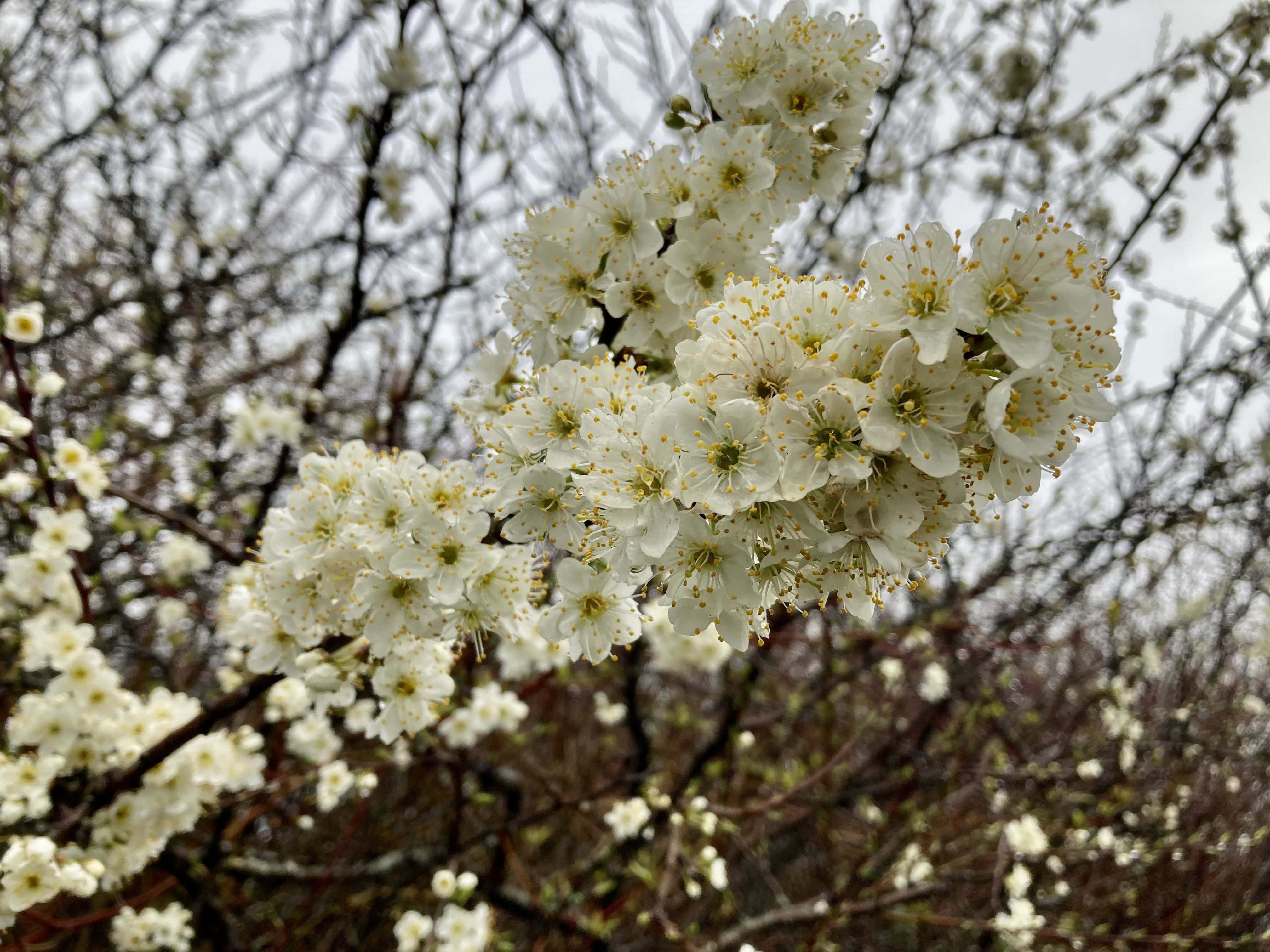 Blossom — FOTD Apr 23