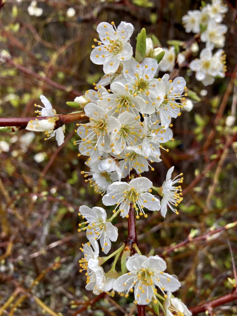 White blossom