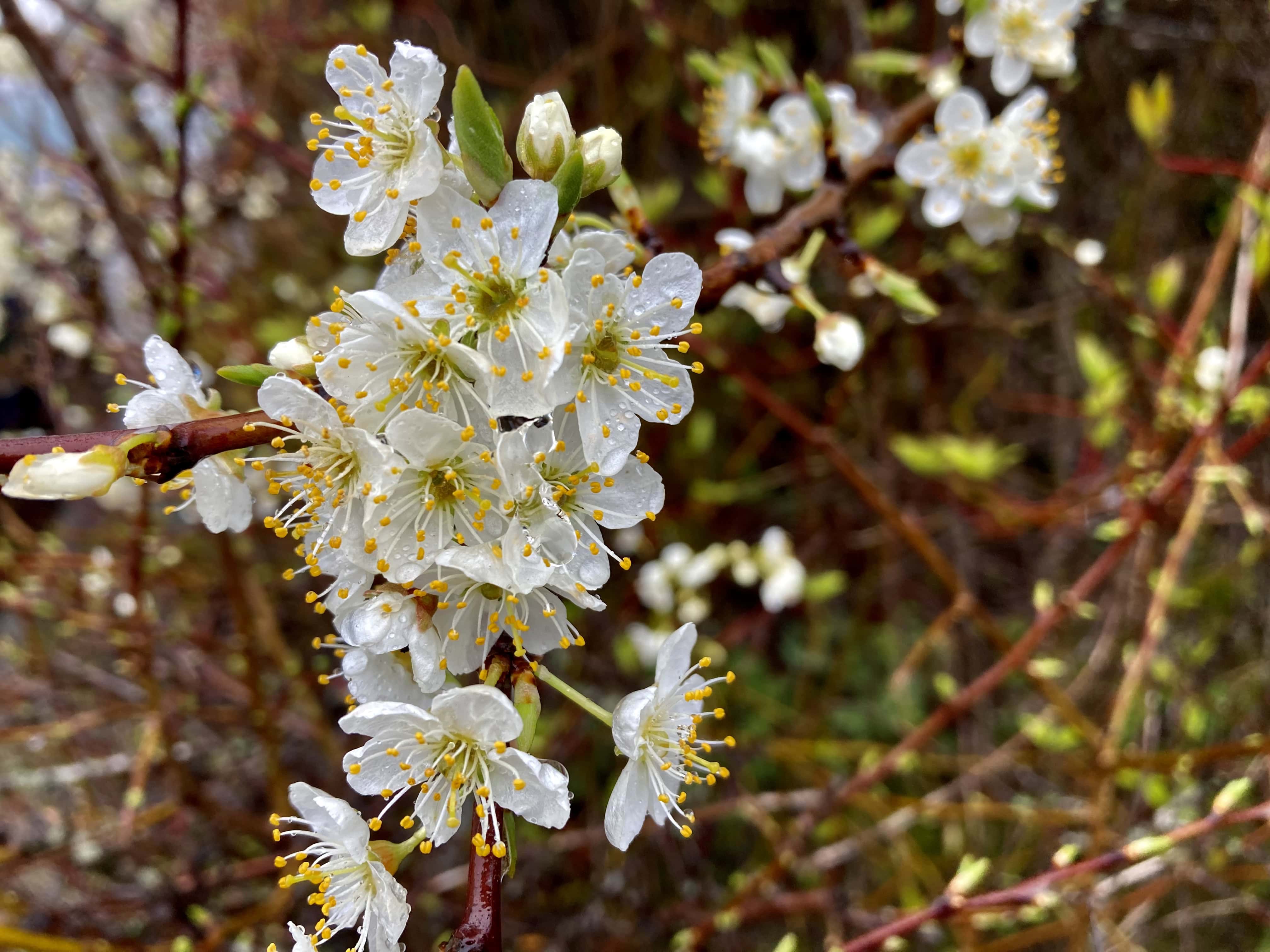 White Blossoms on a Dreich Day