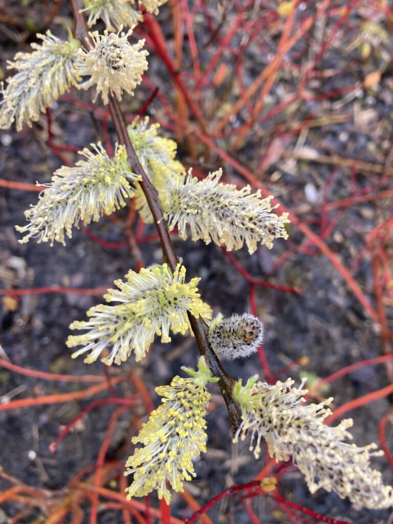 Catkins in the rain
