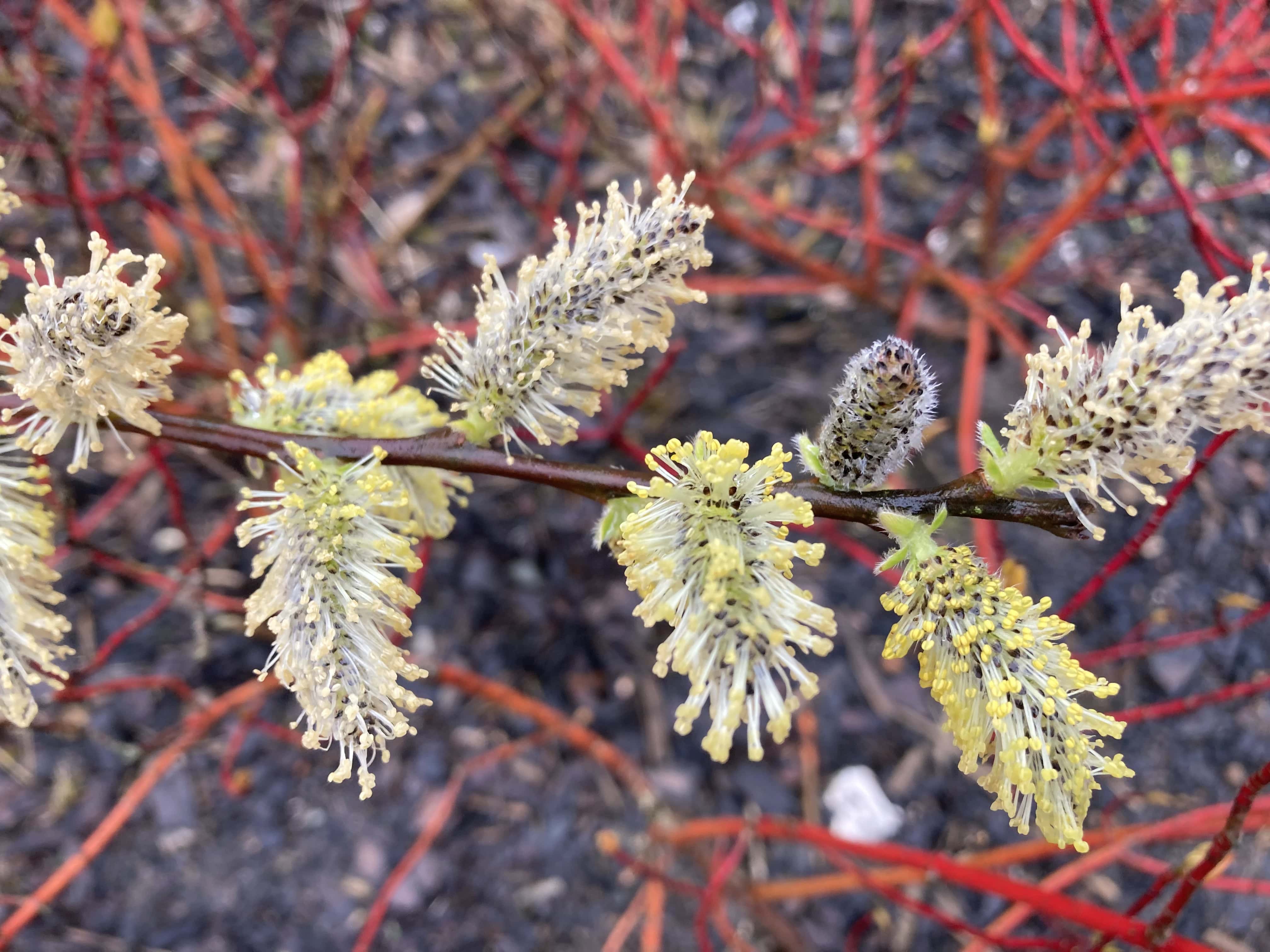 Soggy Catkins — Macro Monday Apr 18