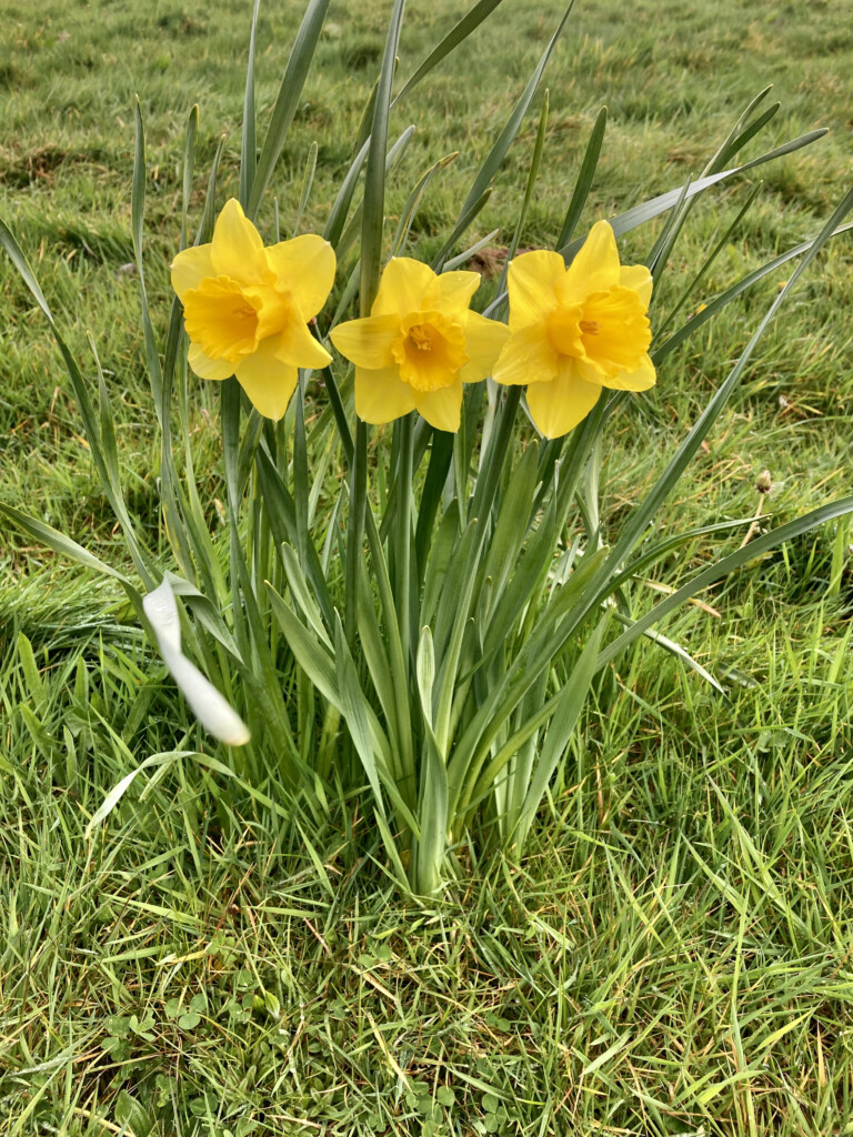 Daffodils