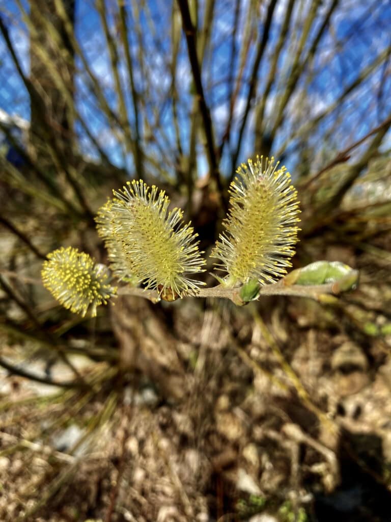 catkins