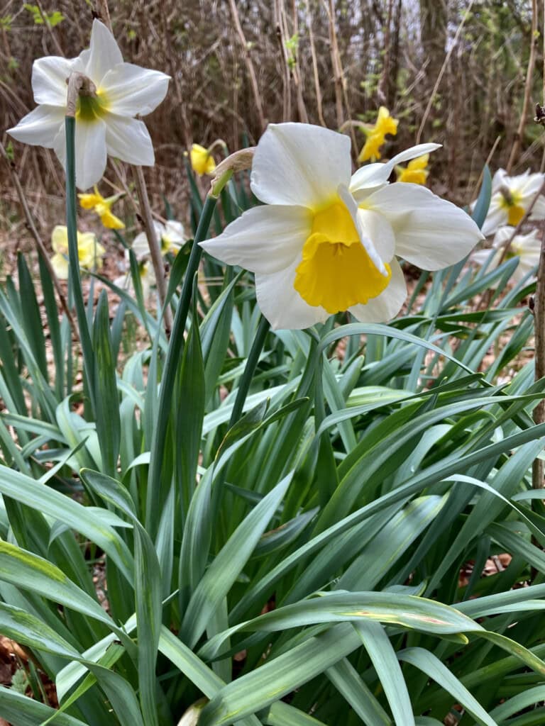 daffodils