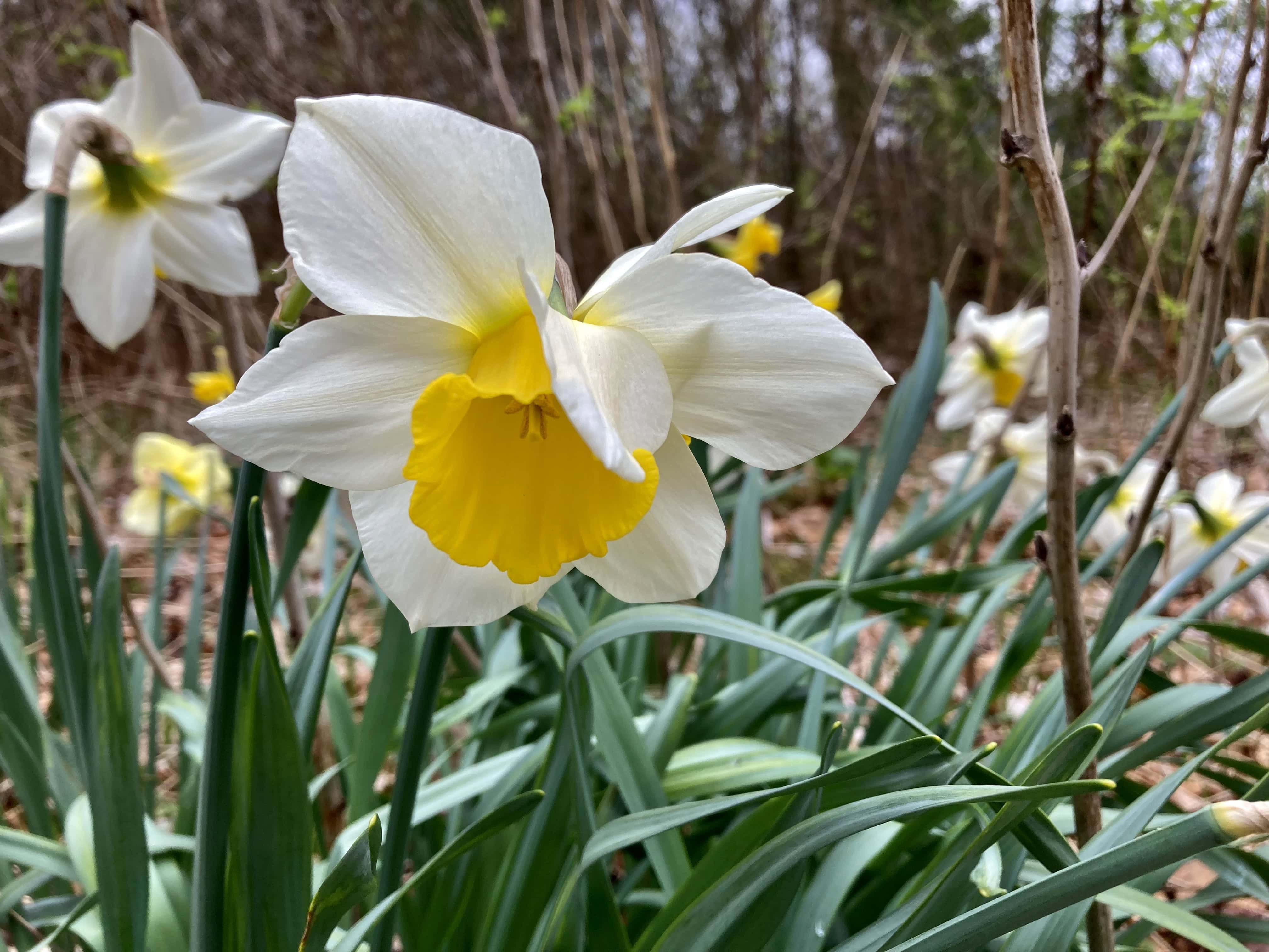 A Week of Daffodils/Narcissus — FOTD May 02