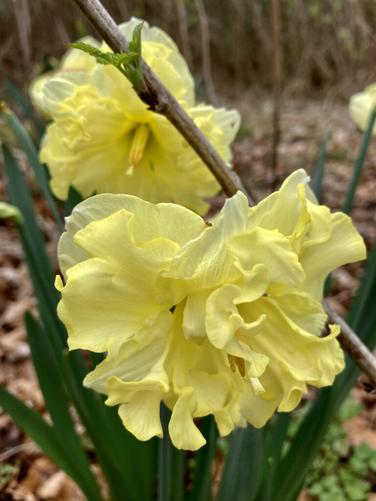 daffodils