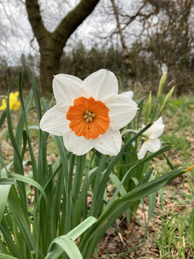 daffodils