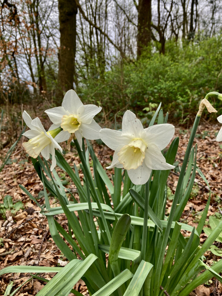 daffodils