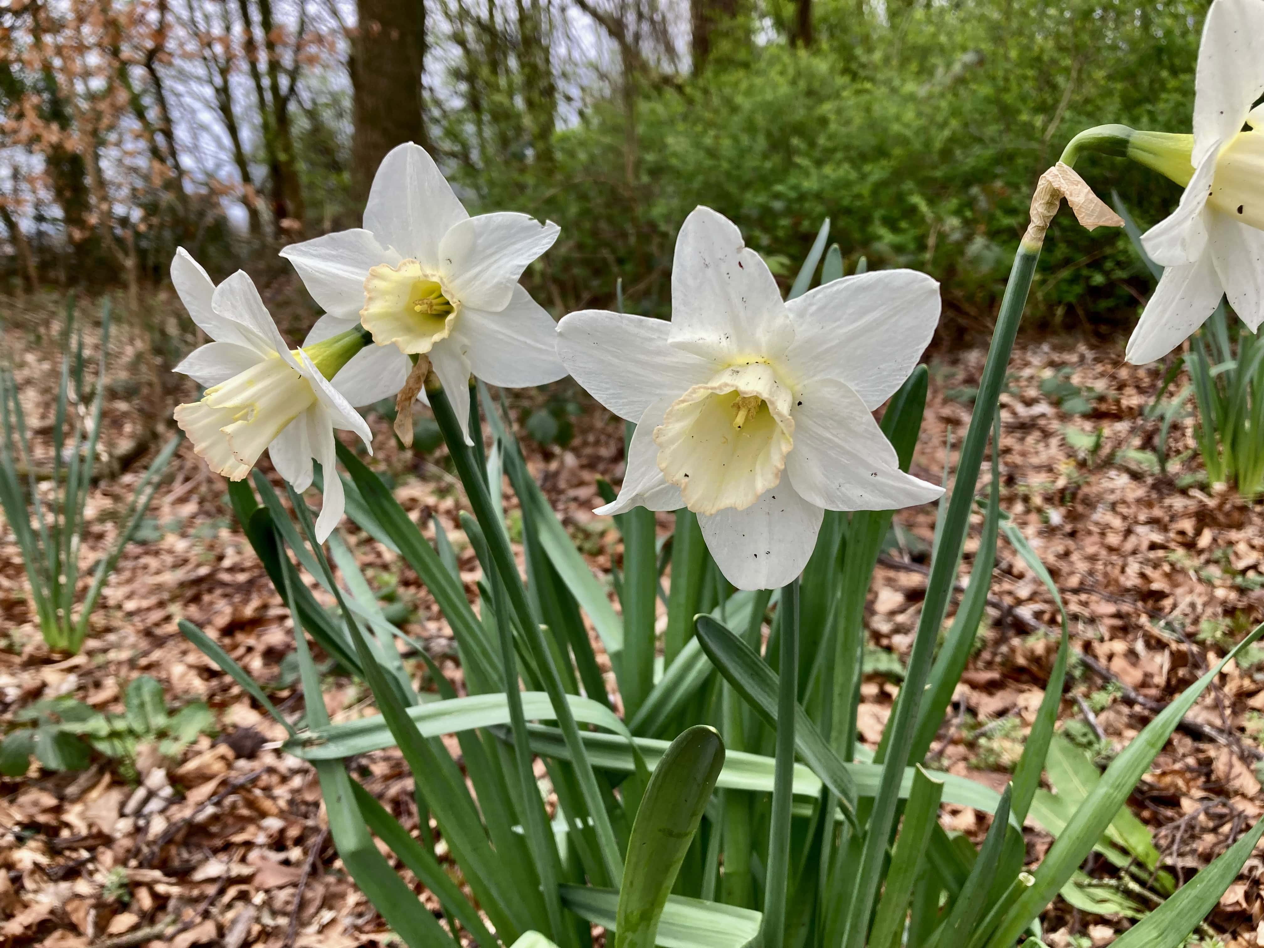 A Week of Daffodils/Narcissus — FOTD May 05