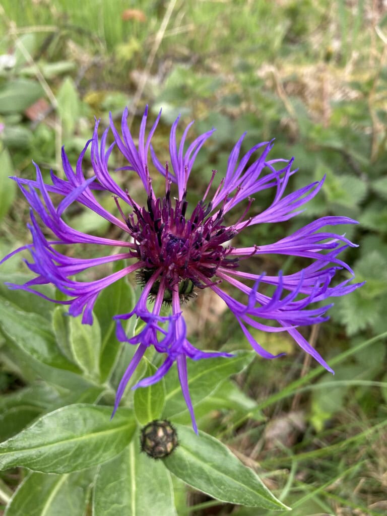 Mountain cornflower
