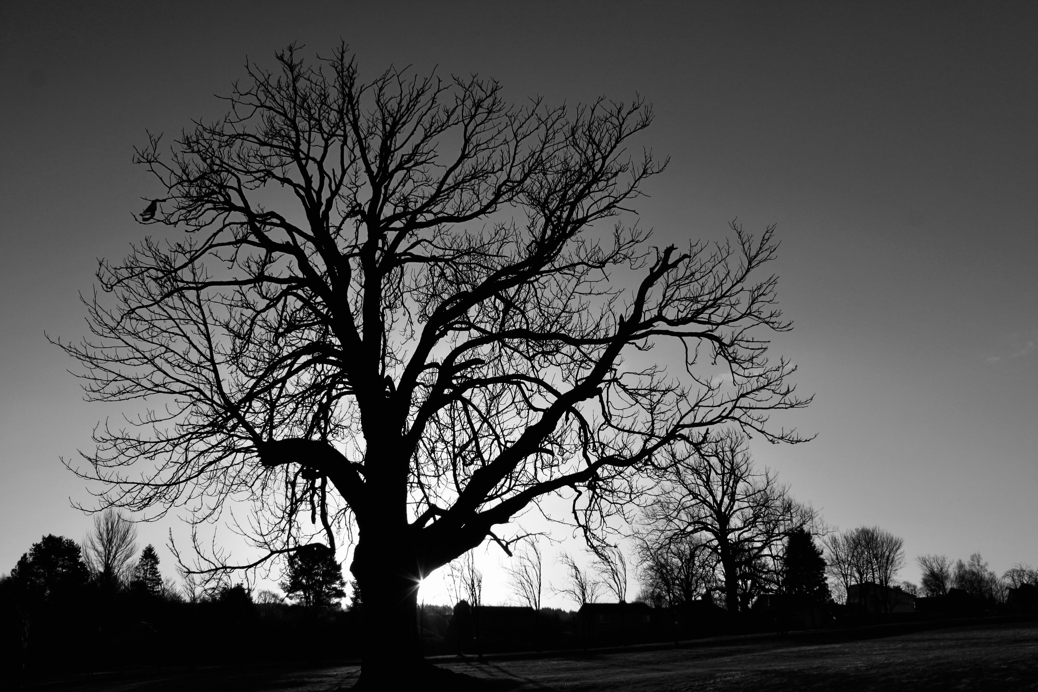 Wordless Wednesday Apr 13