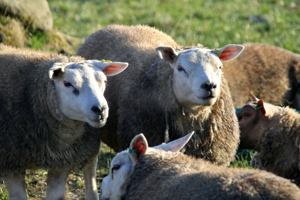 sheep