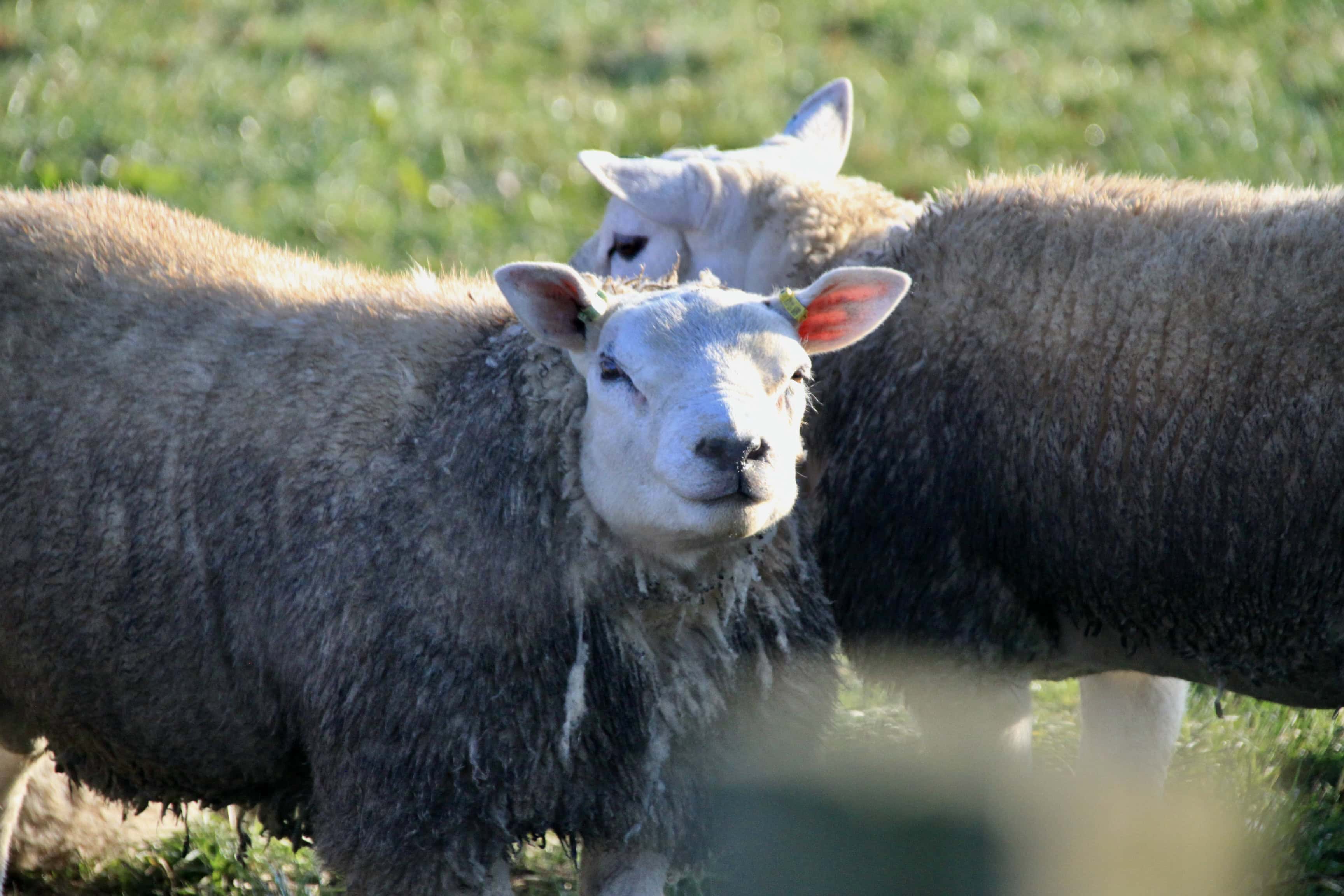 Sheep — Monday Portrait Apr 04