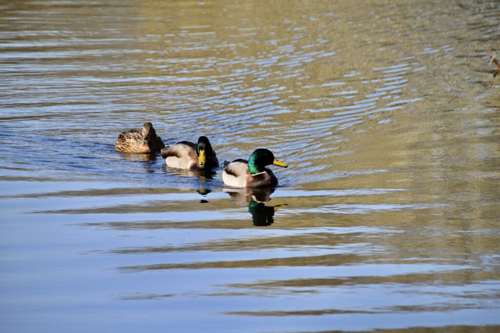 Mallards